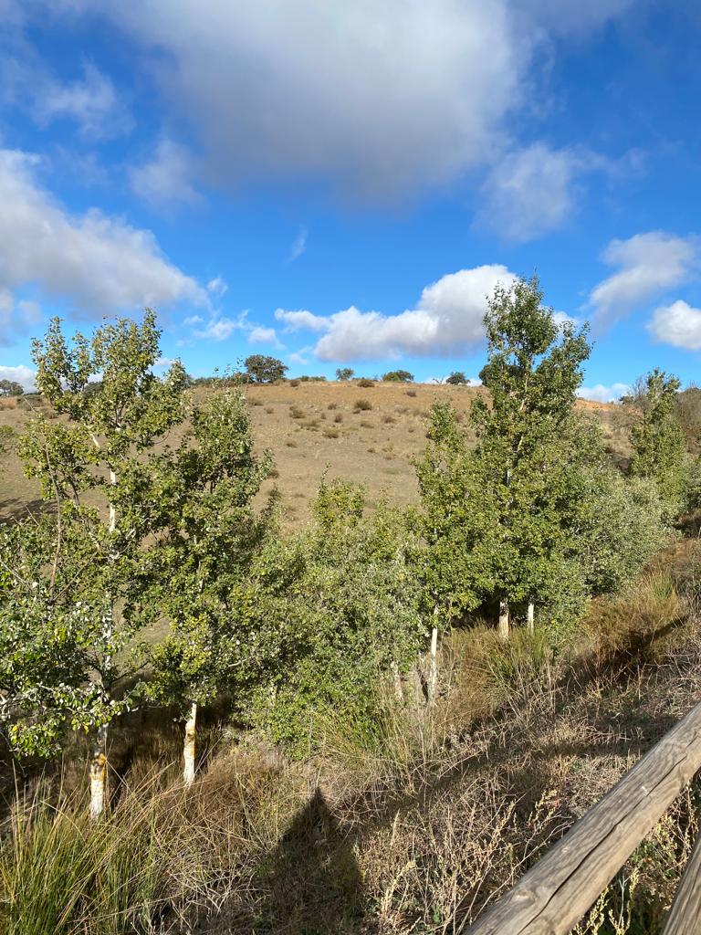 Erstaunliches Landgrundstück mit Pferchen und Ställen, in der Nähe von Chirivel