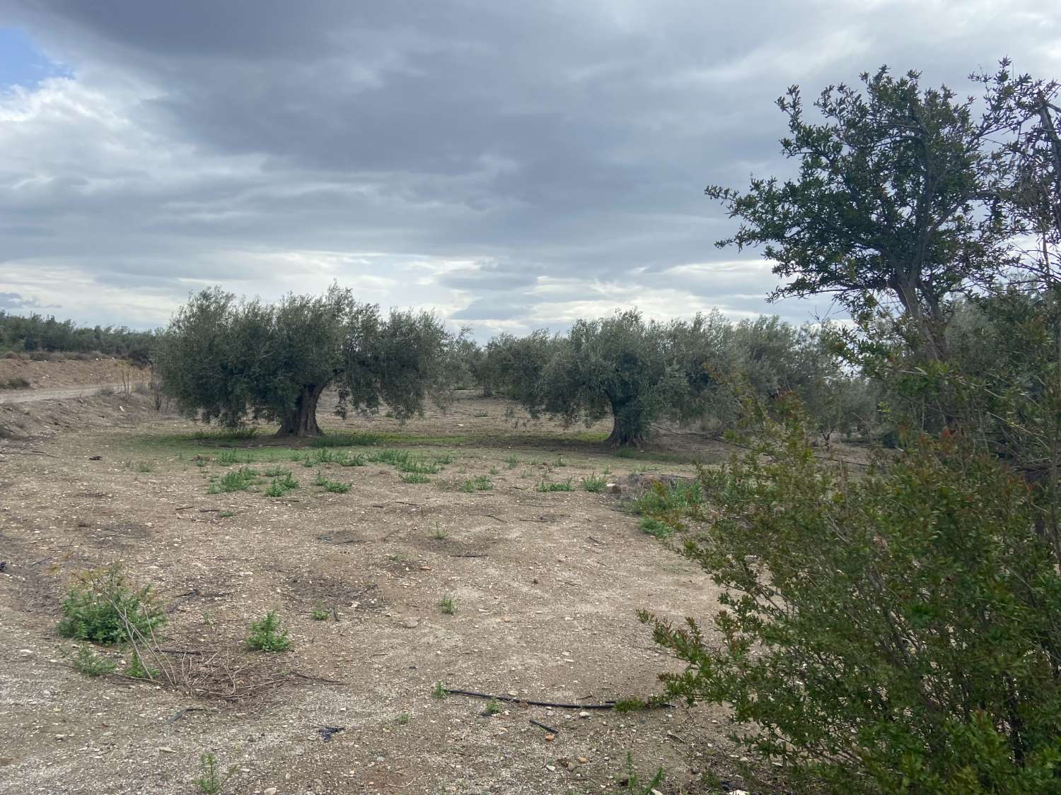 Komplett renoviertes Bauernhaus mit 5 Schlafzimmern und 1 Bad und bewässertem Land in Taberno