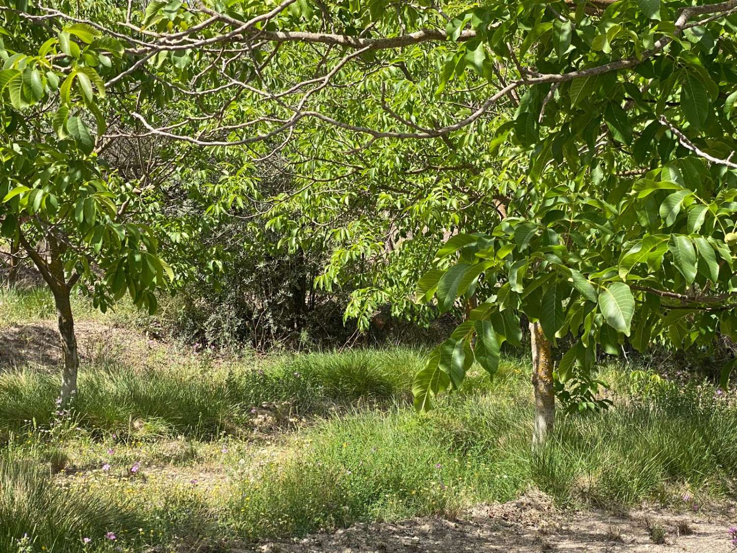 Projet au paradis