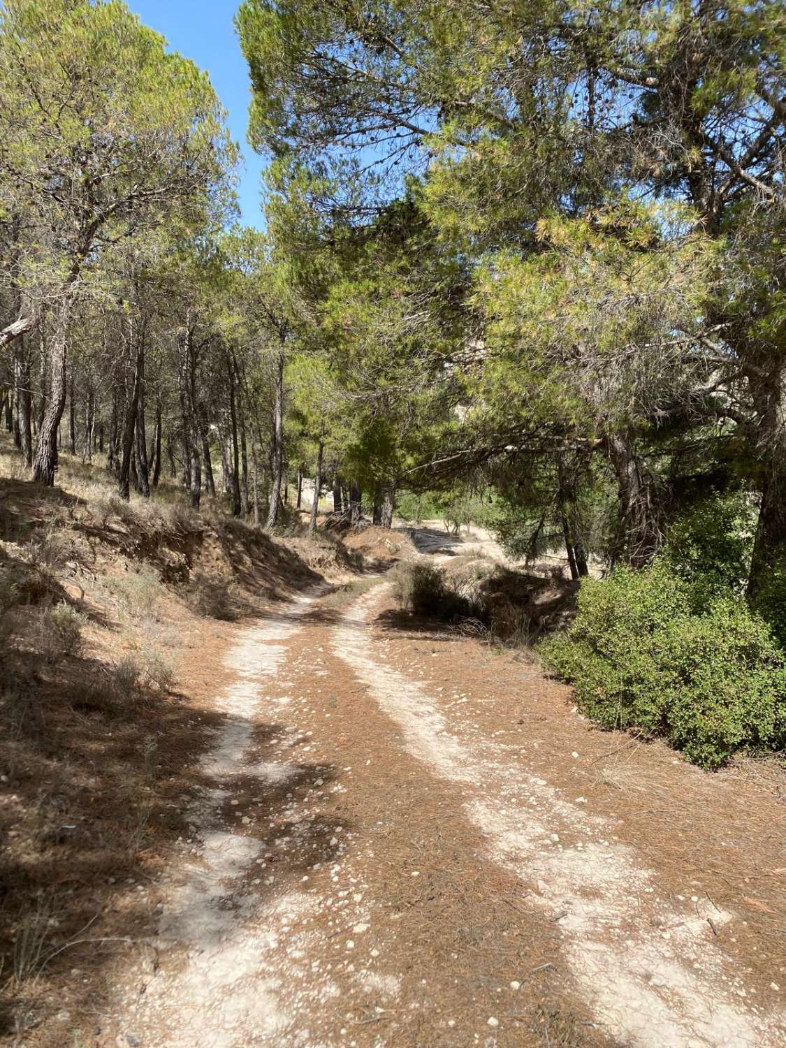 Proyecto en el paraíso