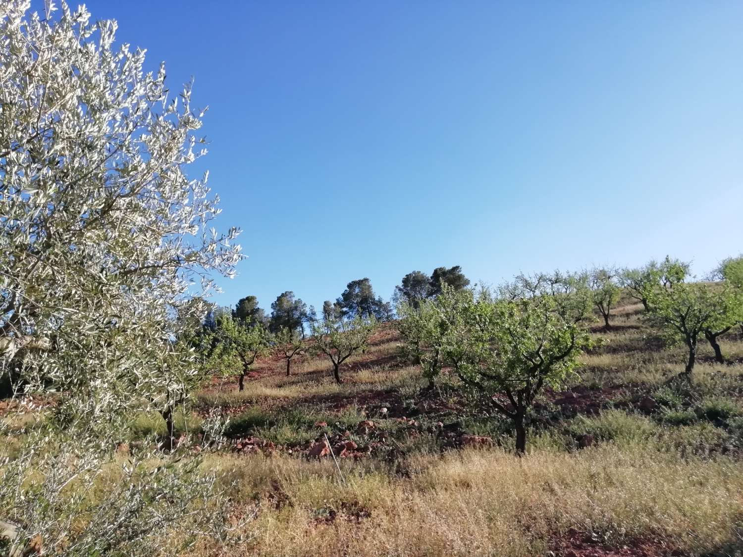 Finca con casa adosada, nave independiente, balsa piscina y 27.000m2 de tierra