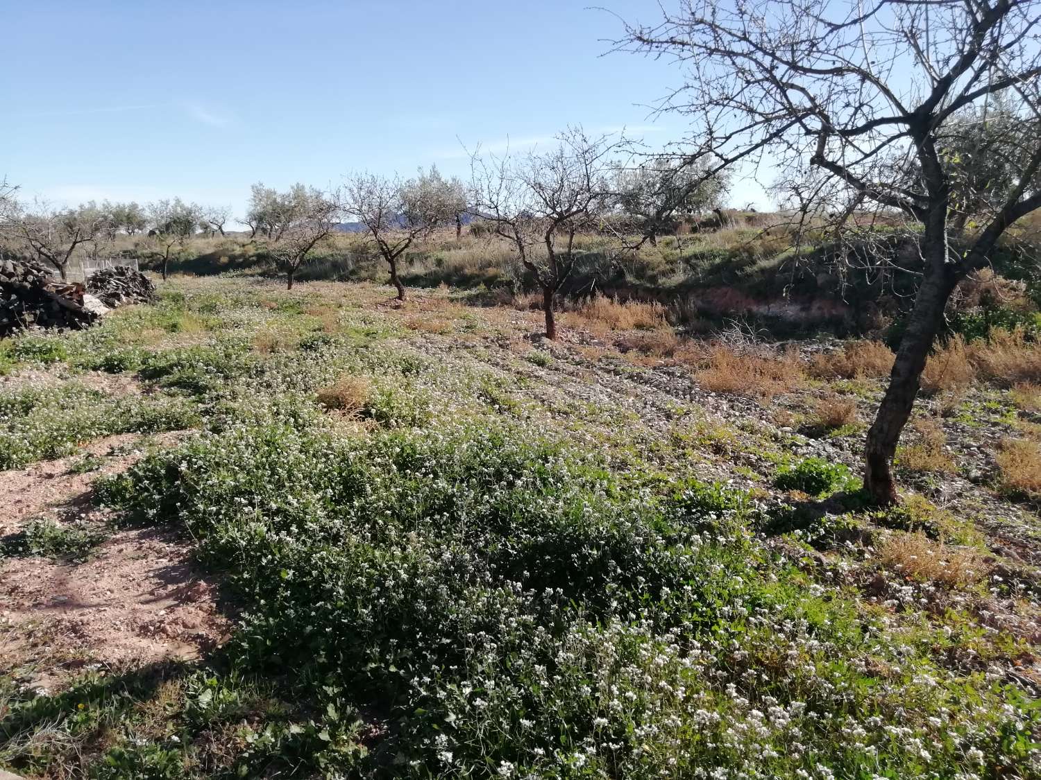 Finca con casa adosada, nave independiente, balsa piscina y 27.000m2 de tierra