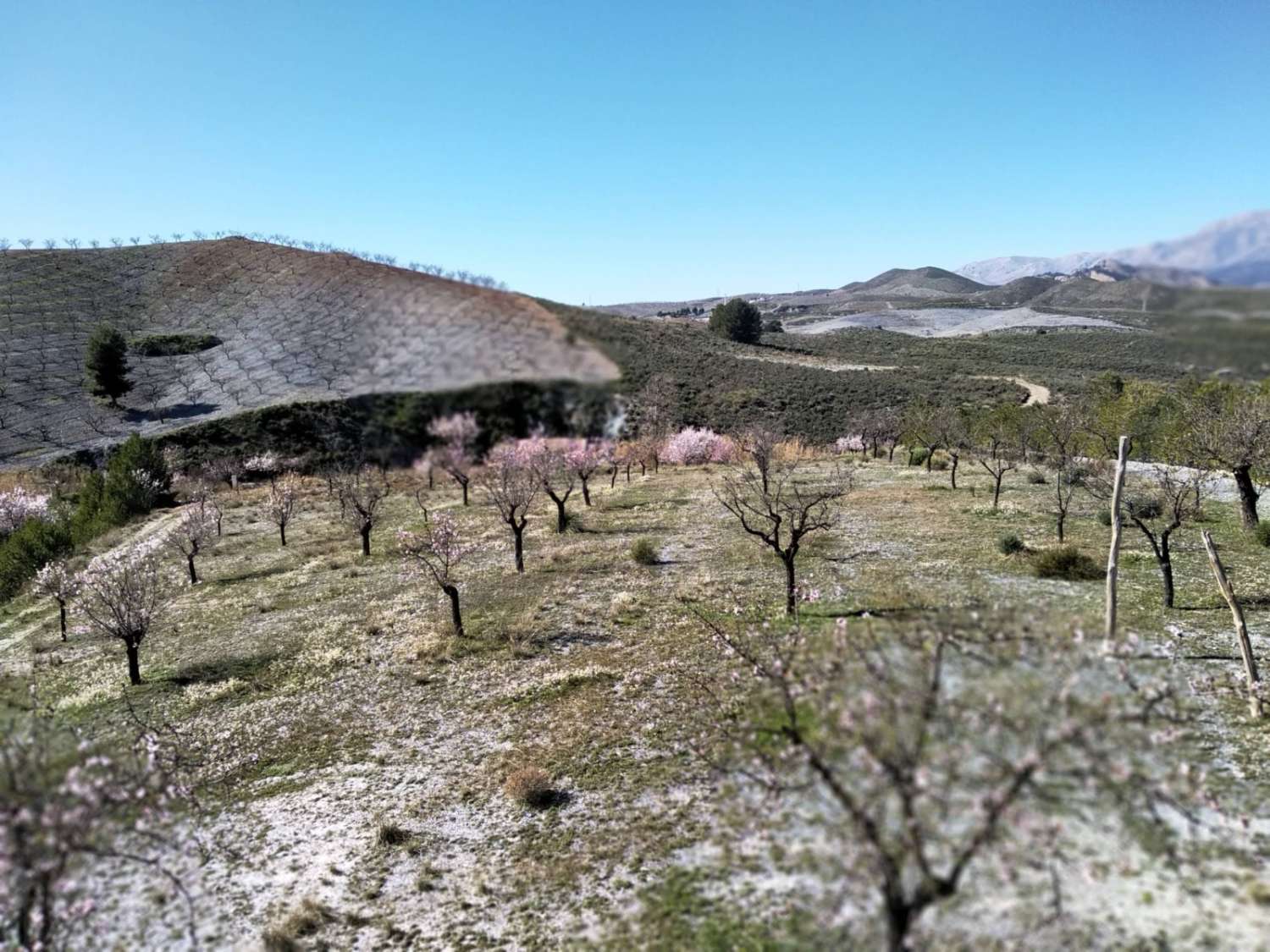 Casa y terreno con mucho potencial en Velez- Rubio con piscina.