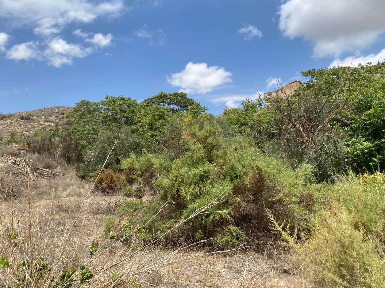 Atemberaubendes Landhaus derzeit als drei separate Wohnungen in Oria