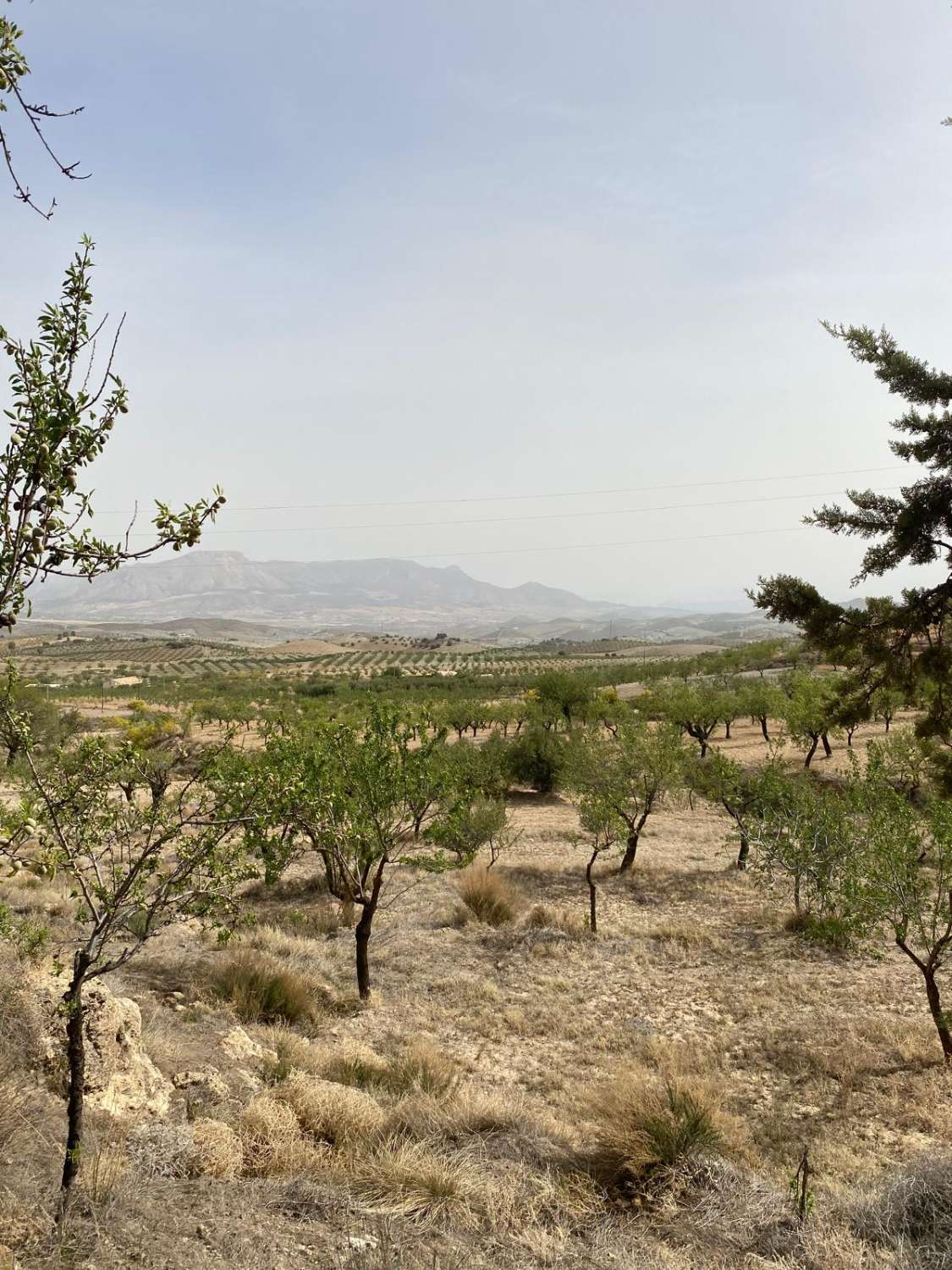 Finca con Cortijo y Terreno de 4.000m2 Vélez Rubio