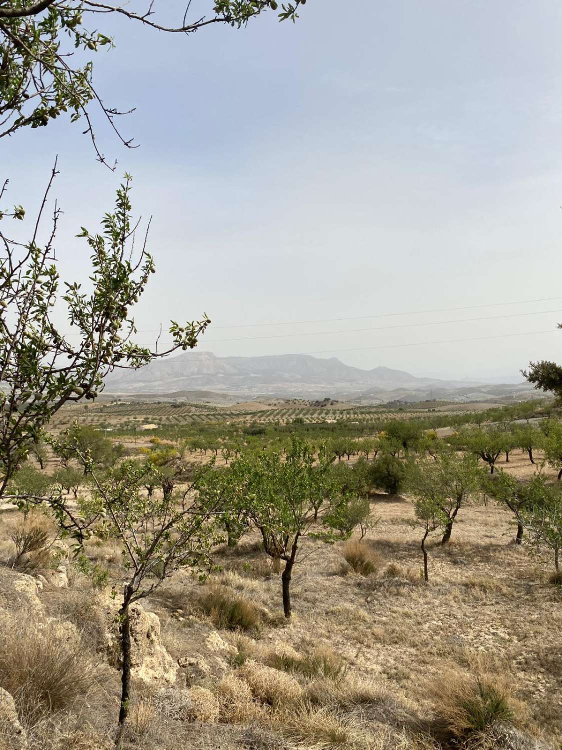 Finca con Cortijo y Terreno de 4.000m2 Vélez Rubio