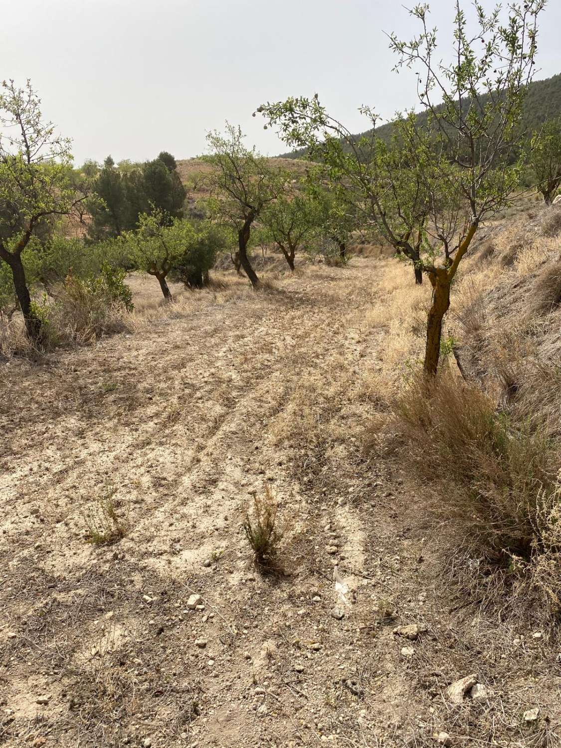 Finca con Cortijo y Terreno de 4.000m2 Vélez Rubio