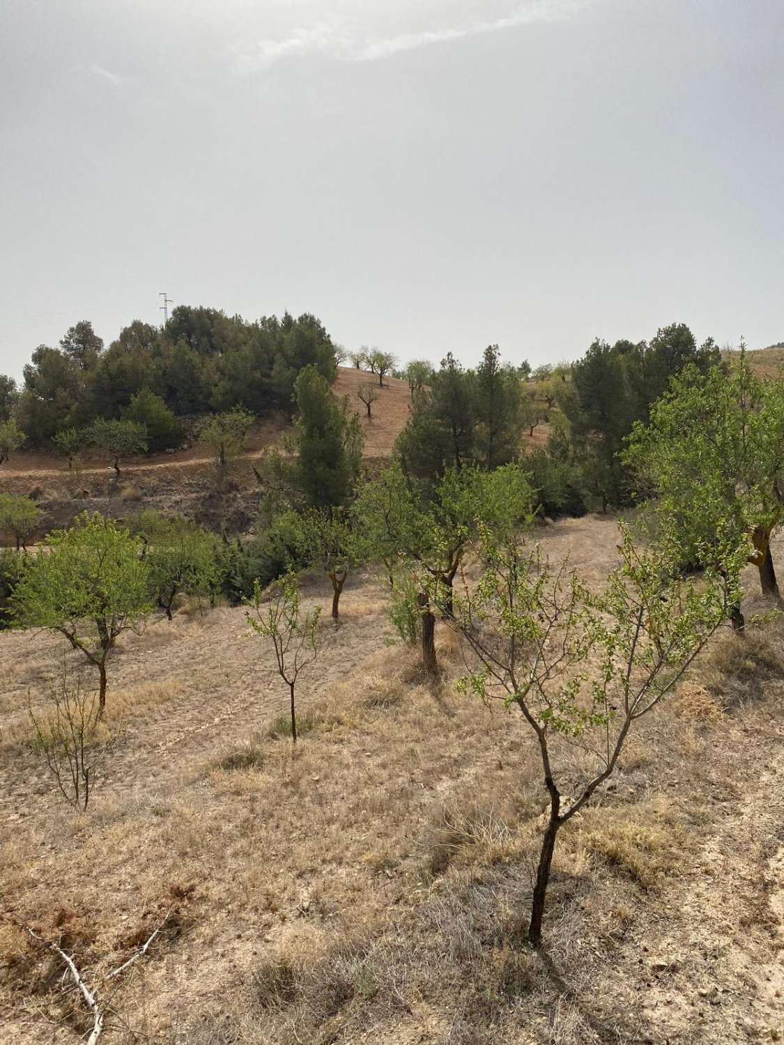 Finca con Cortijo y Terreno de 4.000m2 Vélez Rubio