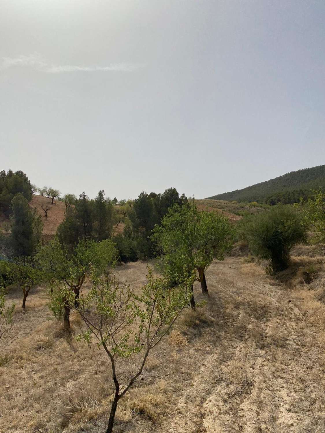 Finca con Cortijo y Terreno de 4.000m2 Vélez Rubio