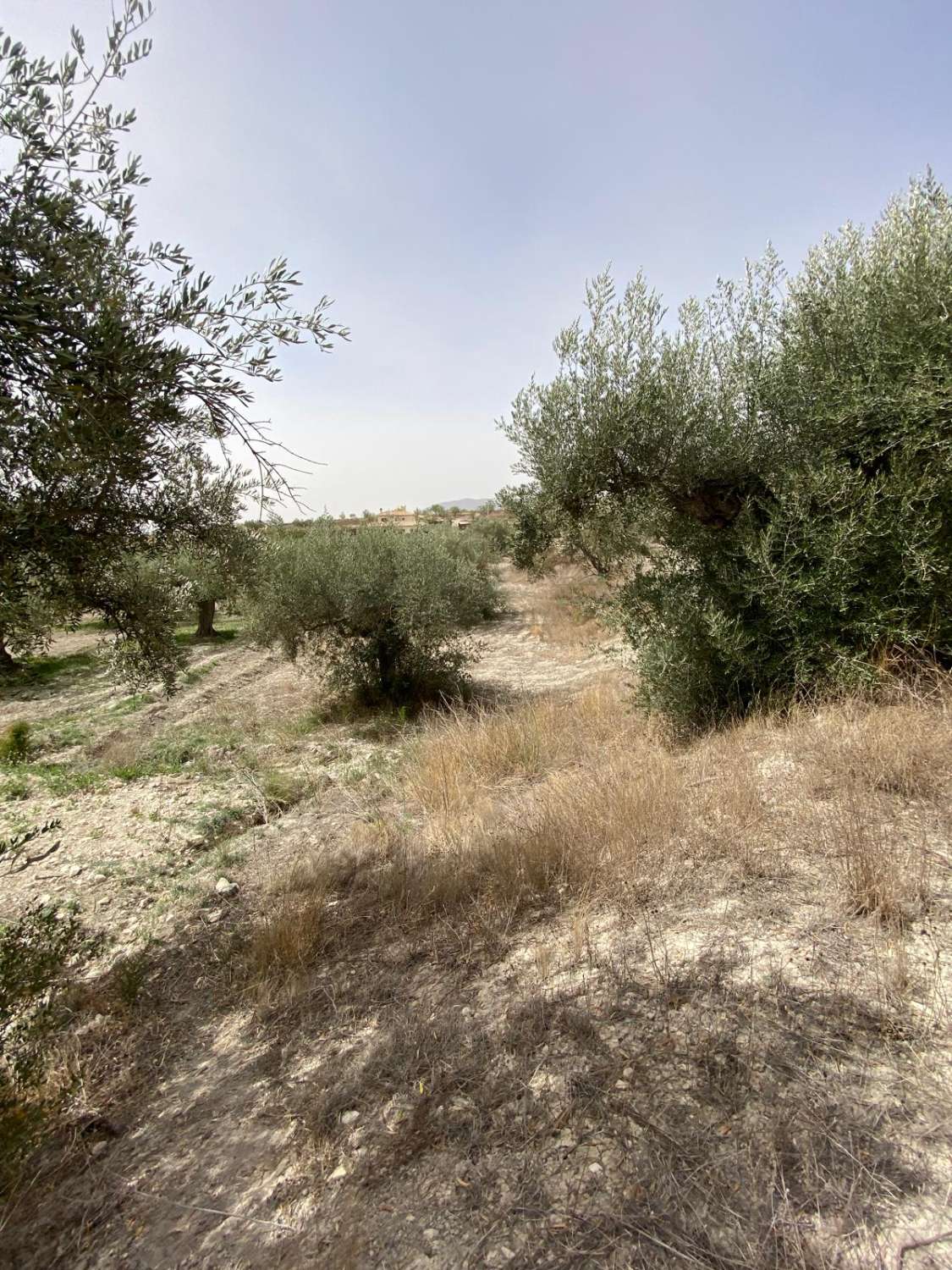 4 bed Cortijo with 7,000m2 of land in the outskirts of Velez Blanco