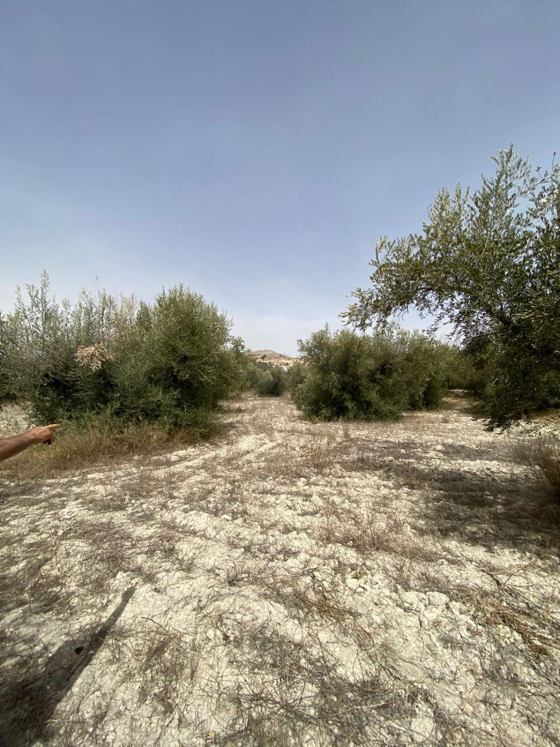 4 bed Cortijo with 7,000m2 of land in the outskirts of Velez Blanco