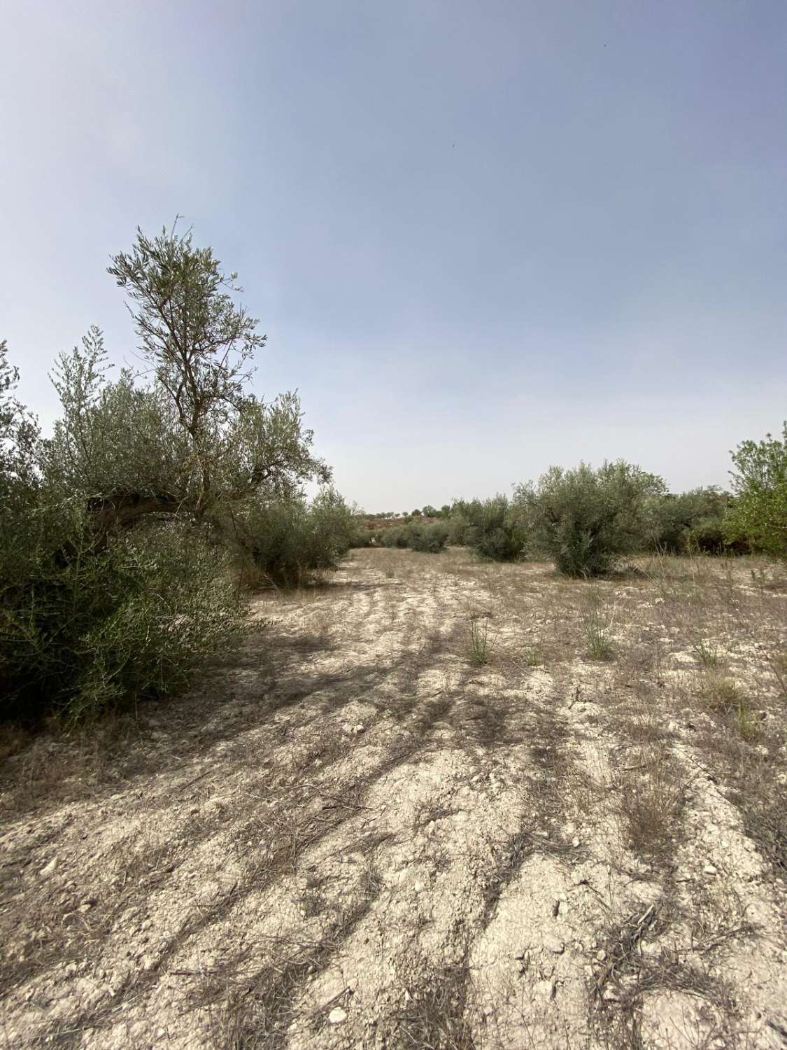 Cortijo de 4 dormitorios con 7.000m2 de terreno en las afueras de Vélez Blanco