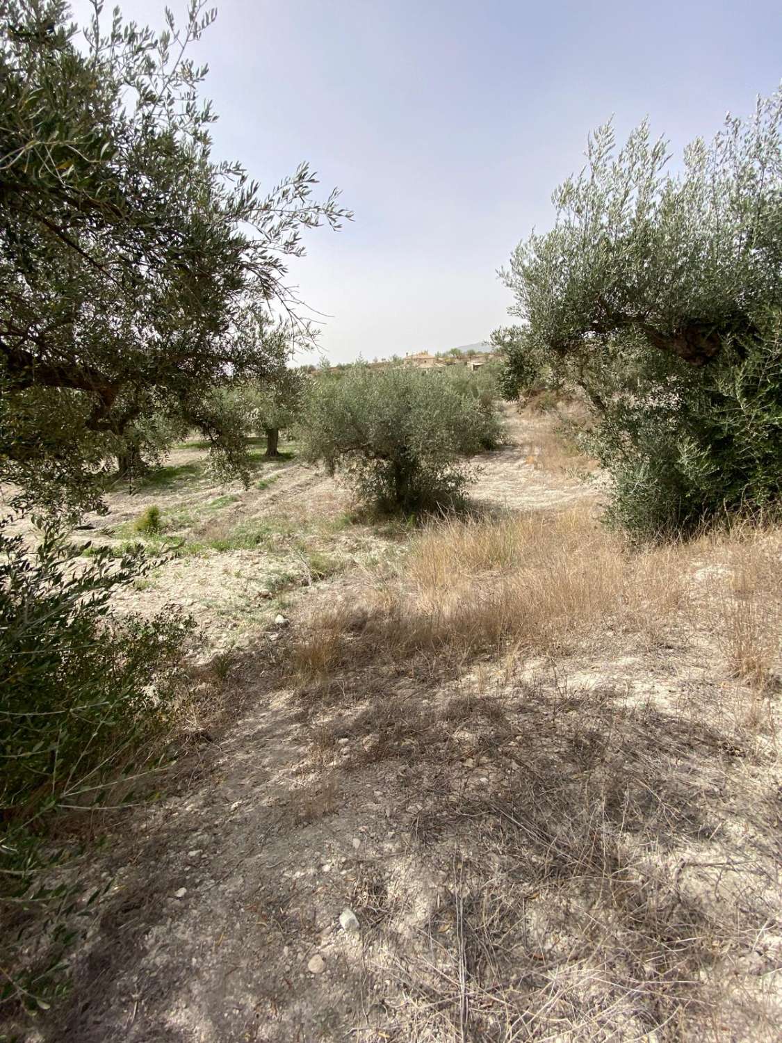 Cortijo de 4 dormitorios con 7.000m2 de terreno en las afueras de Vélez Blanco