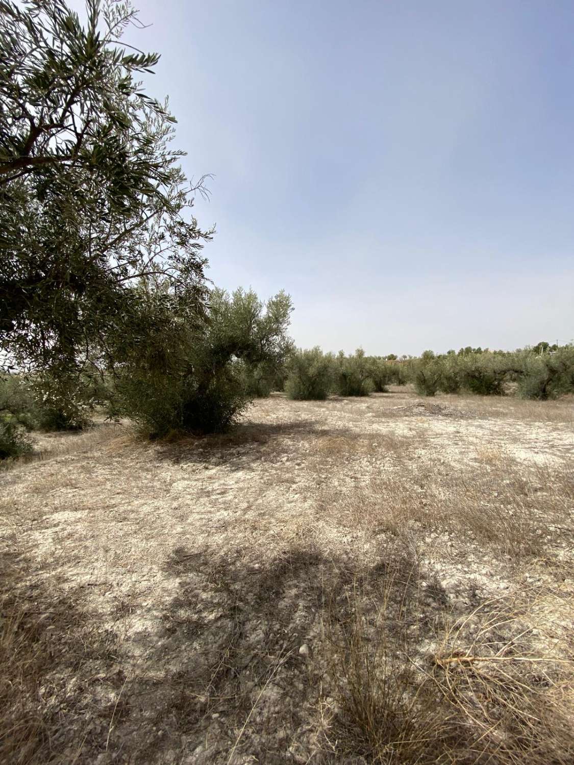 Cortijo de 4 dormitorios con 7.000m2 de terreno en las afueras de Vélez Blanco