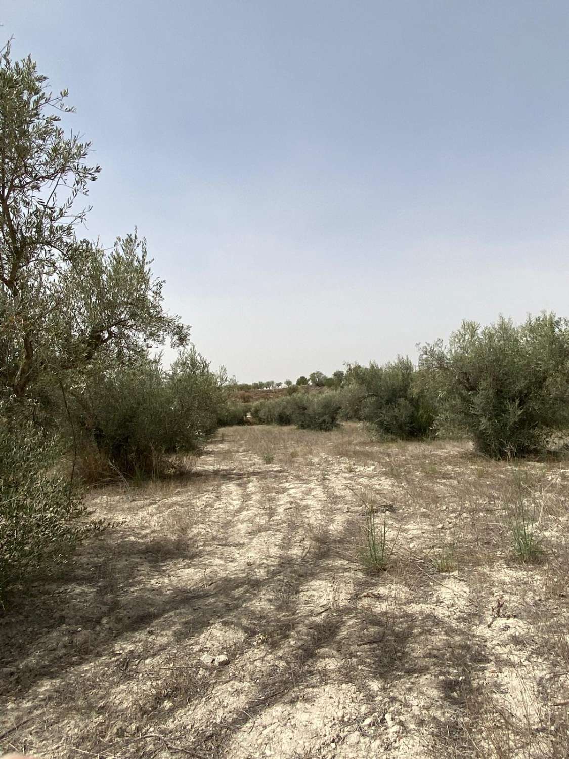 4 bed Cortijo with 7,000m2 of land in the outskirts of Velez Blanco