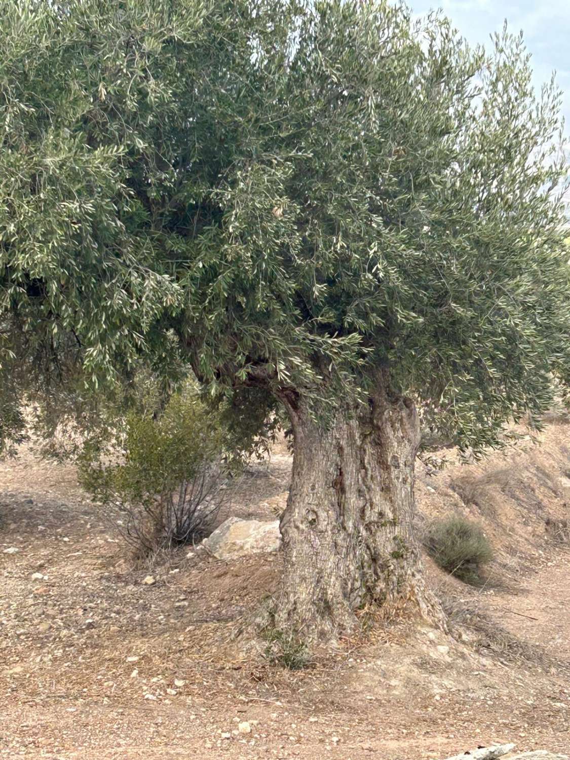 Gran terreno rural