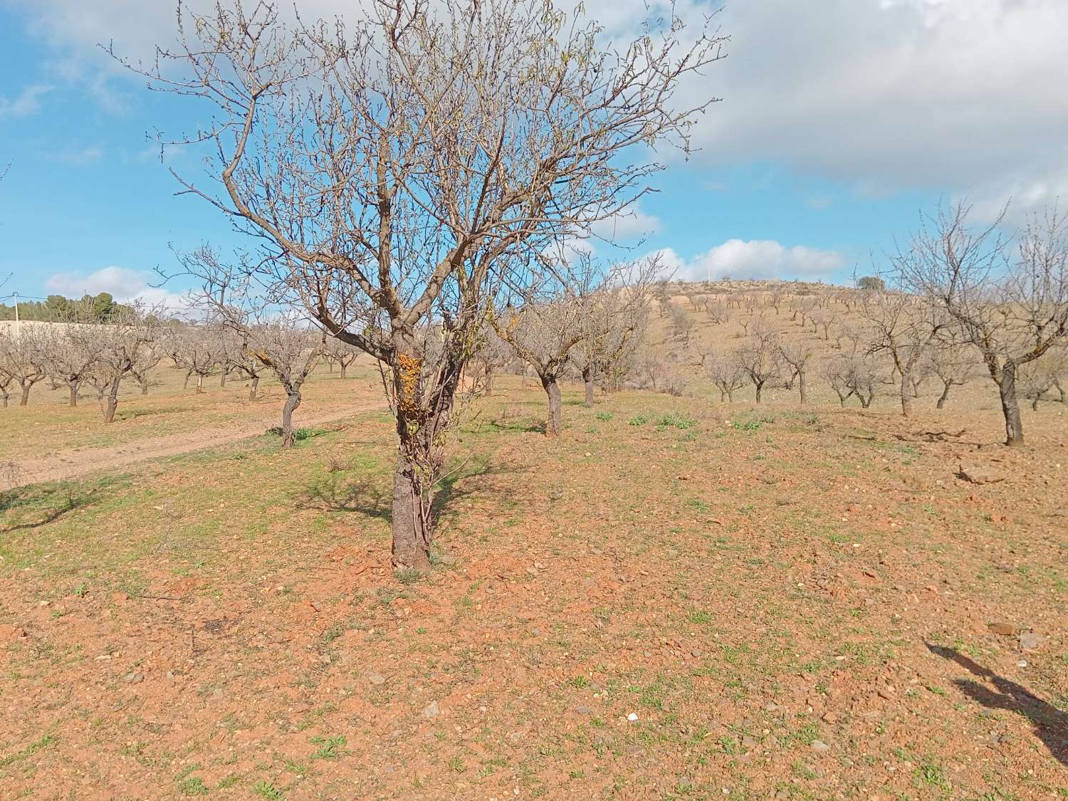 Se vende finca de 8 hectáreas en Vélez-Rubio con 1700 almendros