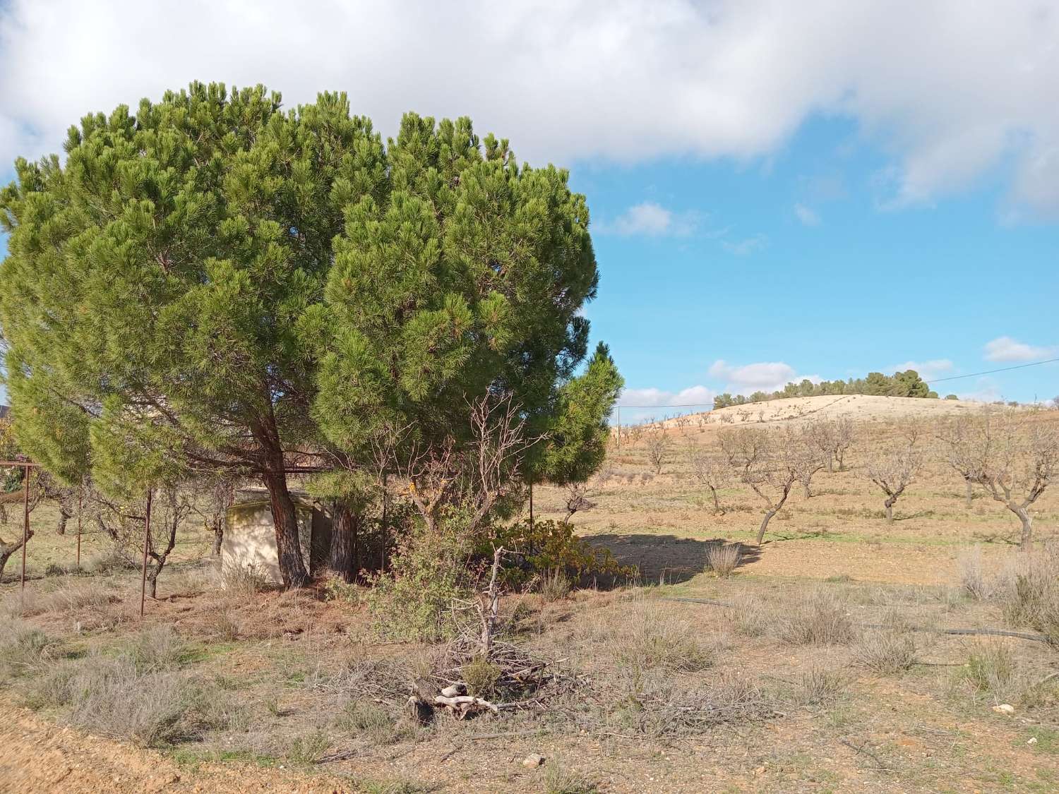 Se vende finca de 8 hectáreas en Vélez-Rubio con 1700 almendros