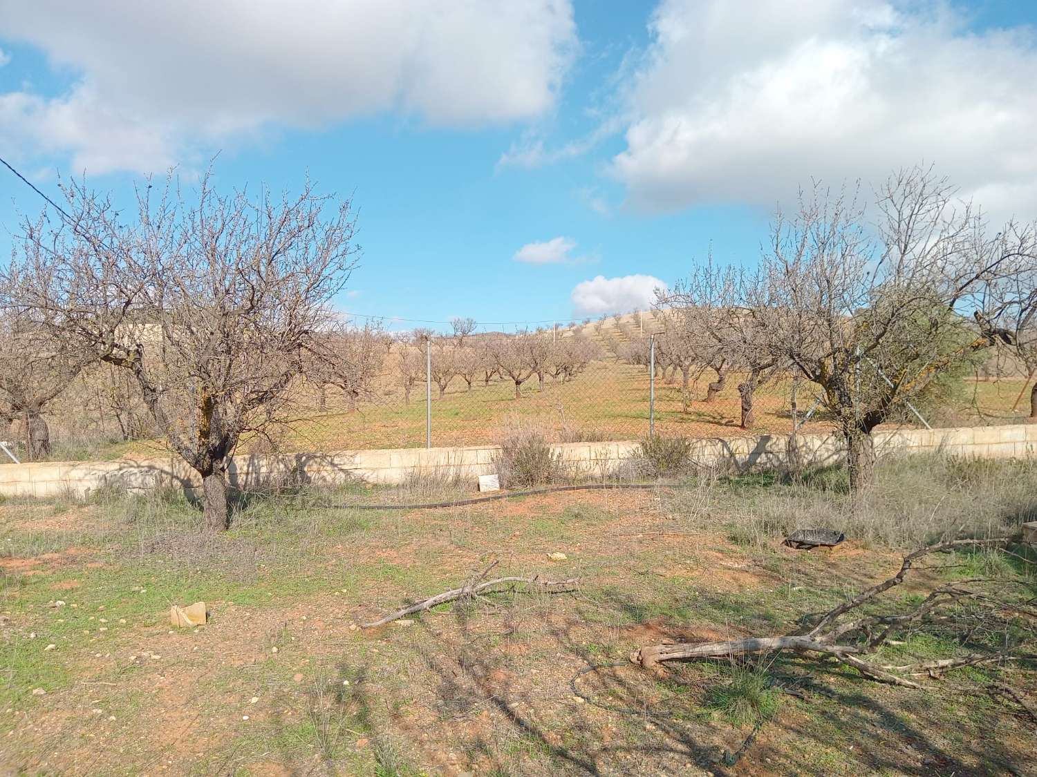 Se vende finca de 8 hectáreas en Vélez-Rubio con 1700 almendros