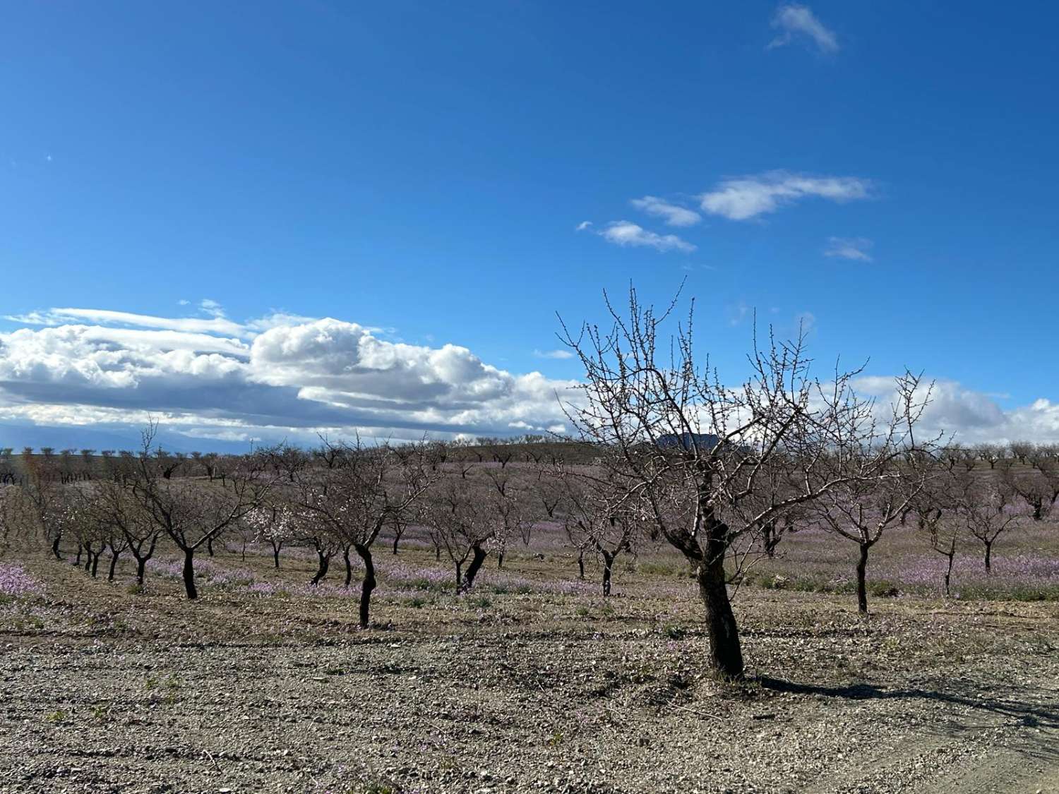 Propiedad independiente a 9 km de Taberno con 7 habitaciones