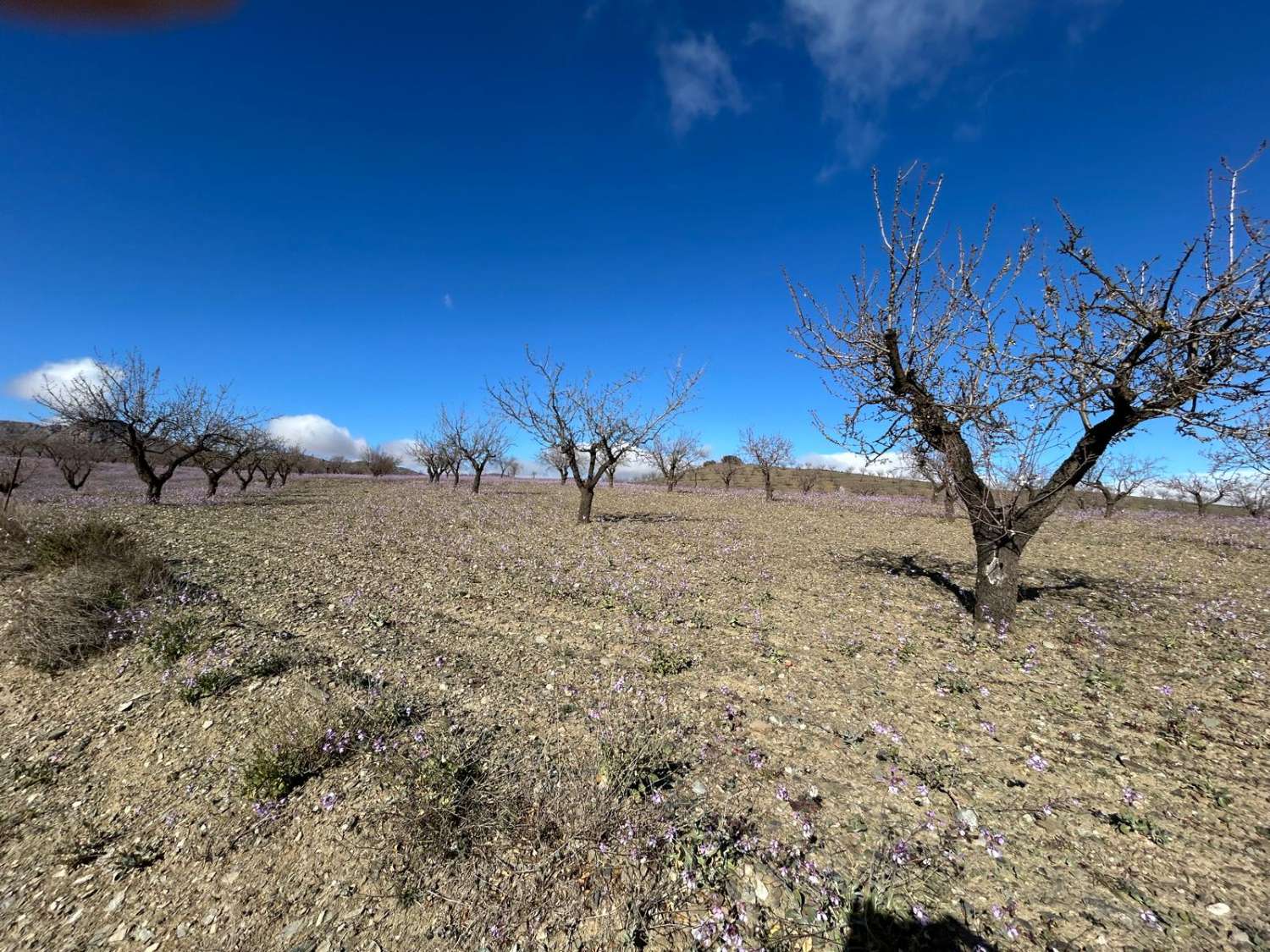 Propiedad independiente a 9 km de Taberno con 7 habitaciones