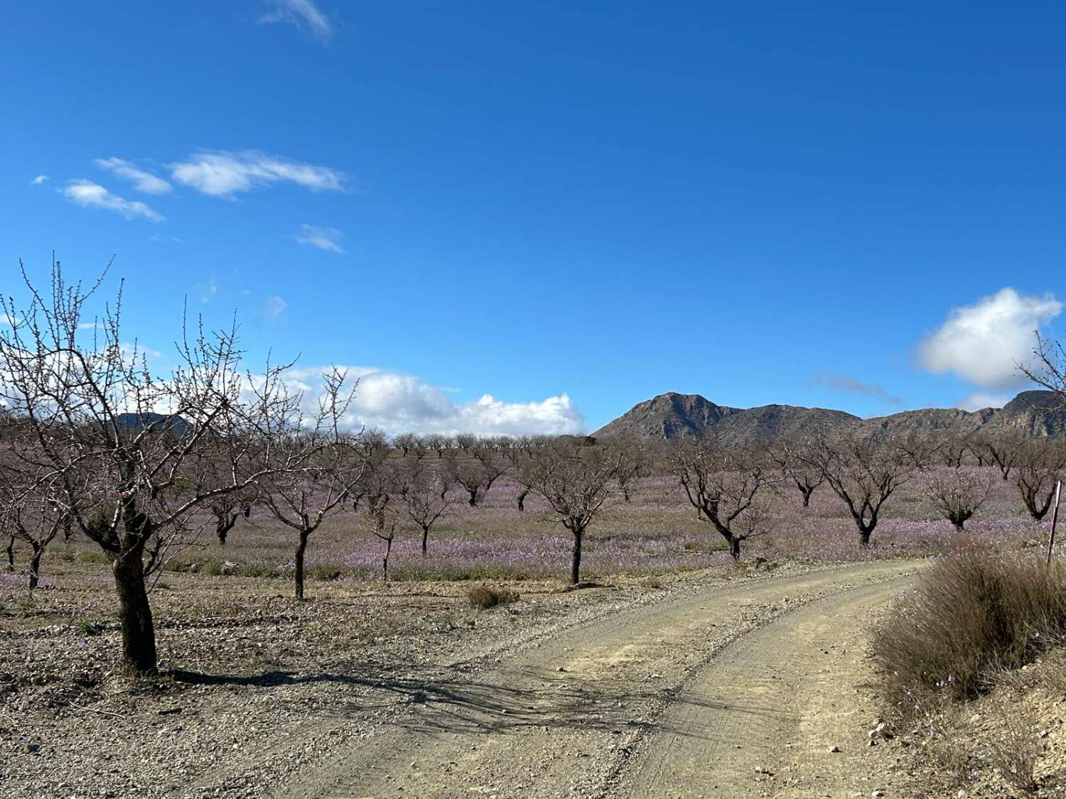 Propiedad independiente a 9 km de Taberno con 7 habitaciones